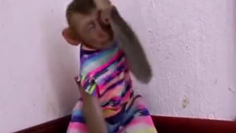 Cat and monkey fight can't stop laughing challenge video