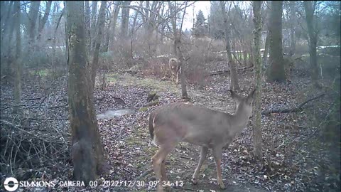 Backyard Trail Cams - Doe With Last Year's Twins