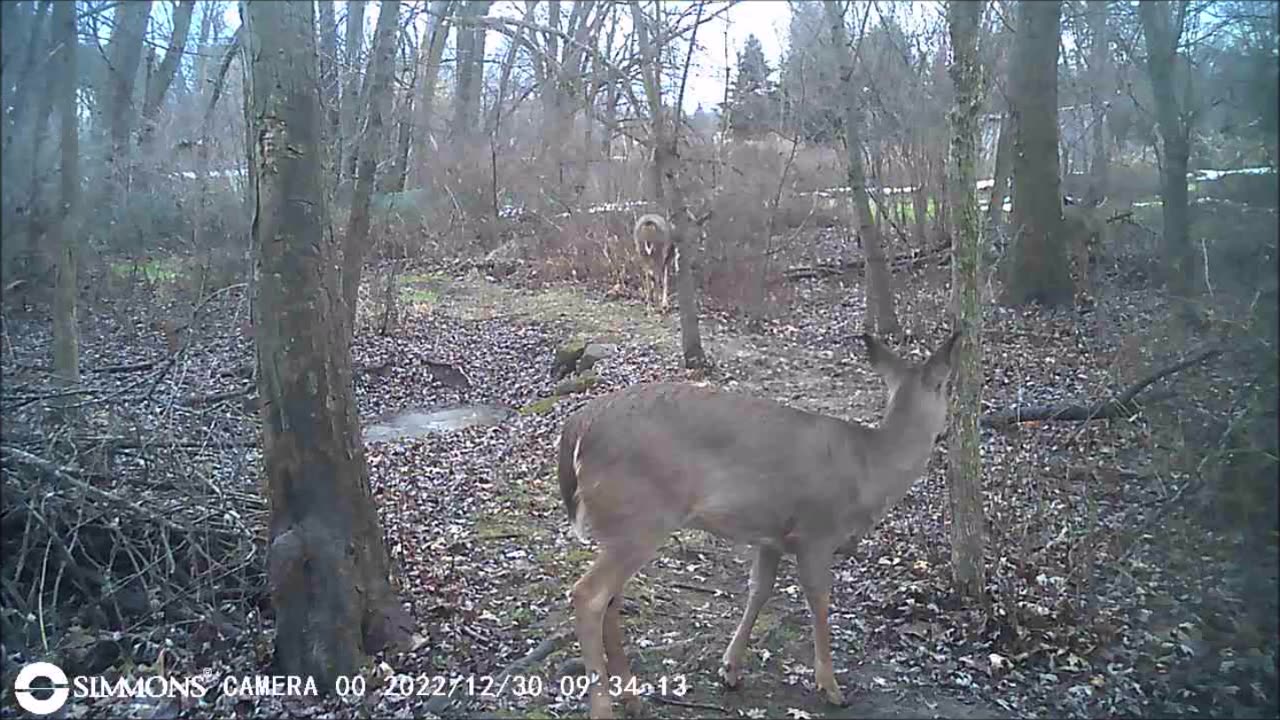Backyard Trail Cams - Doe With Last Year's Twins