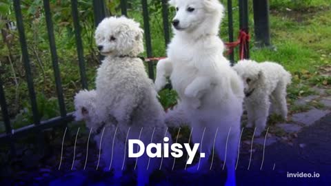 10 Most popular new Dog names