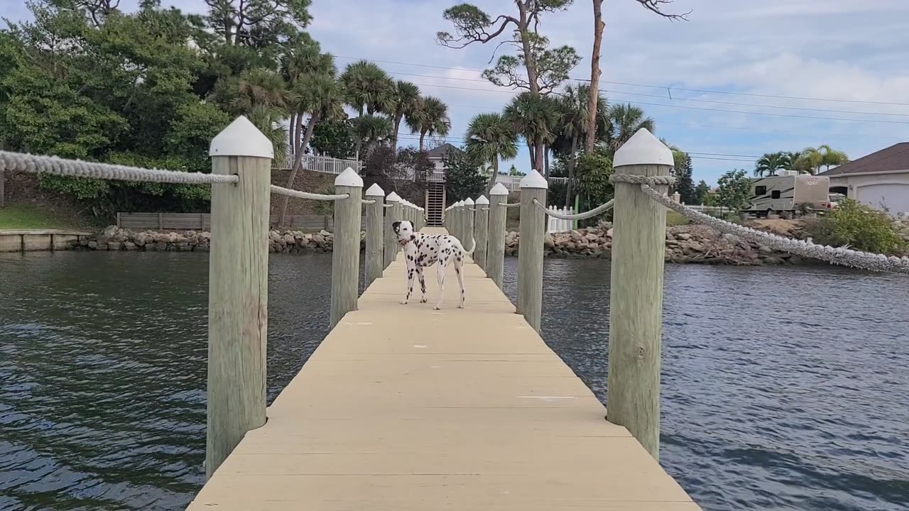 Luna exploring a dock on Merritt Island