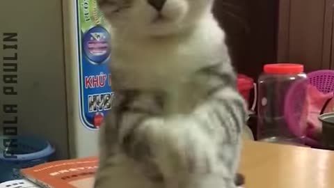 Cats Gone Funny