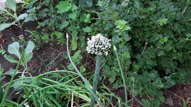 Blooming green onions