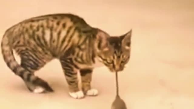 #funny #funnyvideo #funnycat #fyp #foryou