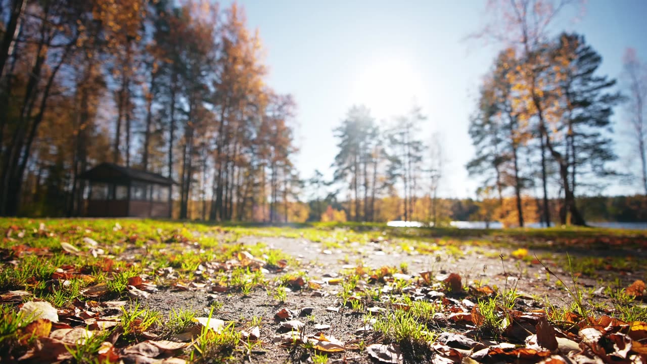 Crickets, Grass, Woods