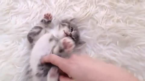 When you play with your kitten...how do you feel about it