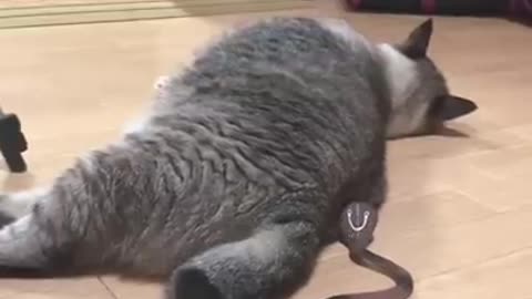 The cat's brave battle with a poisonous snake