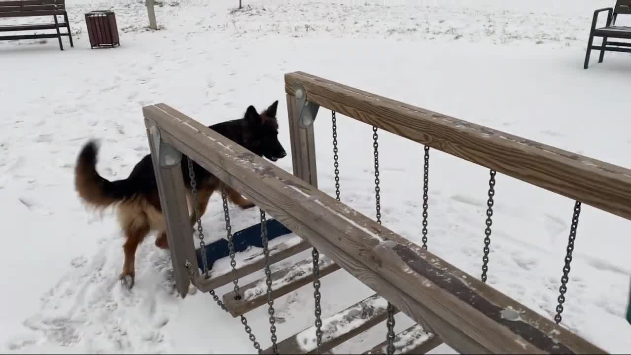 Talkative Cea on the playground