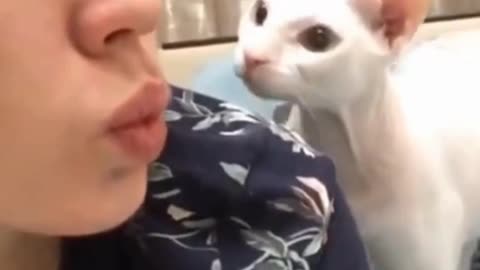 Cat slapped