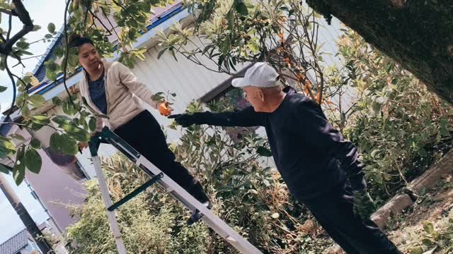 Persimmon Harvests