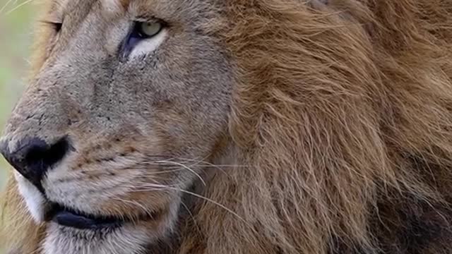 Wild animals male lion big cat
