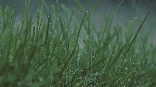 Gentle Rainstorm | An Hour of Relaxation, Stress Relief, Meditation, Studying, White Noise, Sleep