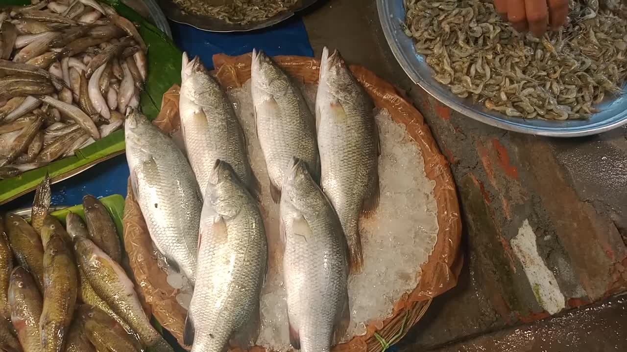 Incredible Koral vetkey Fish Live Watch BD Fish Market