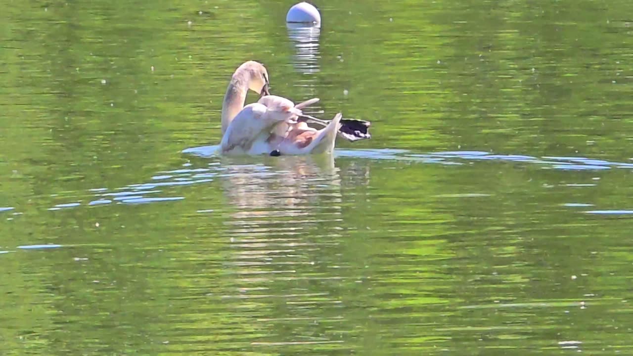 Beautiful white swan on a river / water bird on the water.