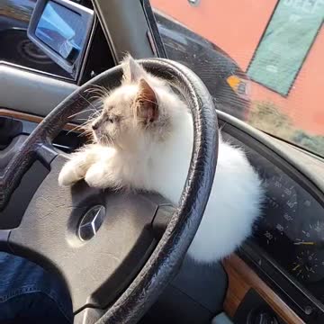 Buddy's Kitten Adventures