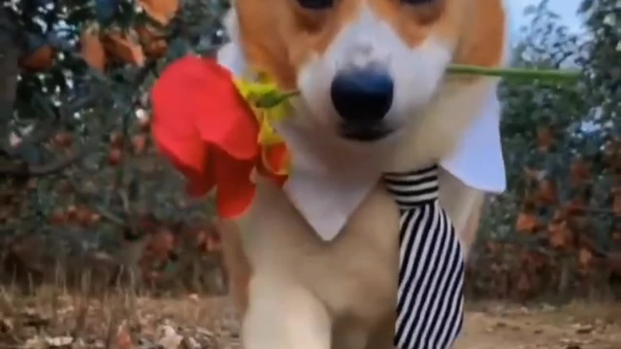 Funny Animals!! Between Cats, Dogs and Roses