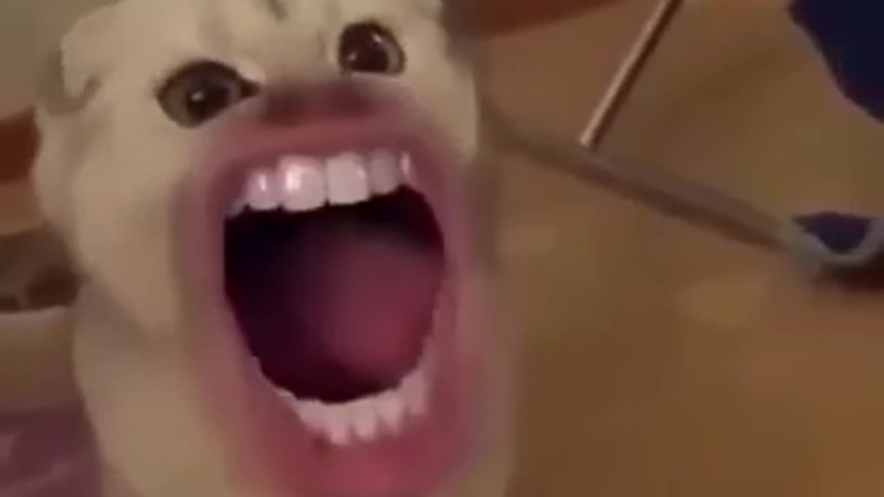 Silly Cats with Human Mouths