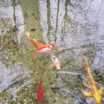 My Son's Video From The Lake