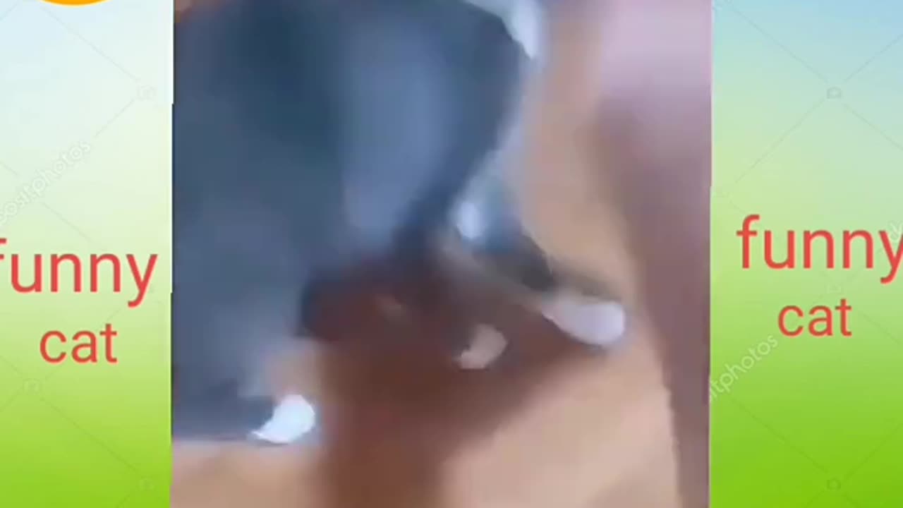 Funny cats