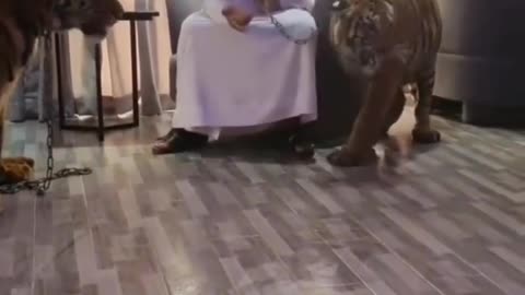 this guy lost his mind is raising 3 tigers as pets