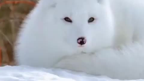 A rare white Fox