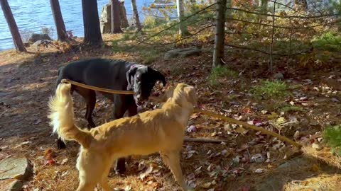 Puppy Is Adorably Clumsy With Great Dane Friend