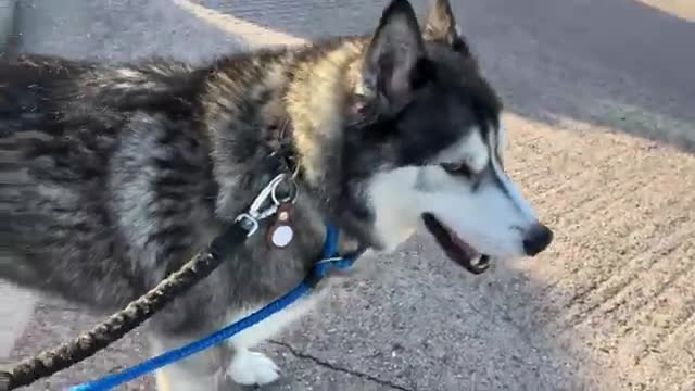 Husky Tells My Mum Off for Talking To Stranger!