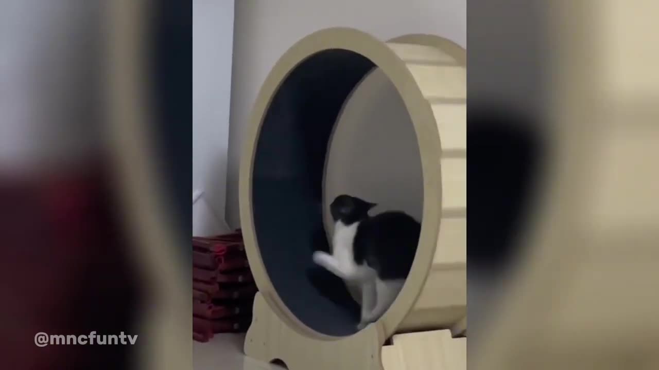 Funny cat and Dog video - try not to laugh