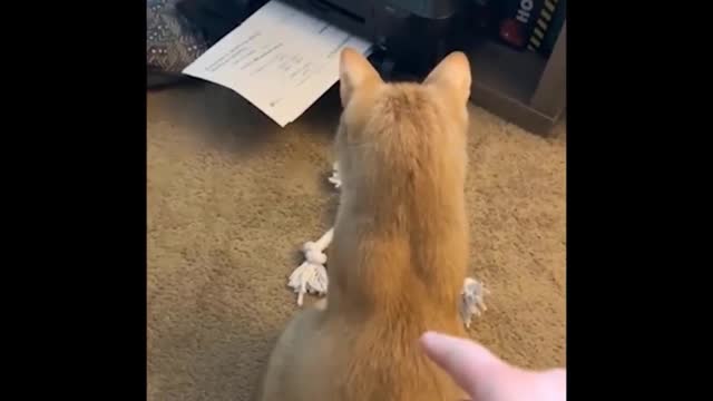 😹 Try Not To Laugh,