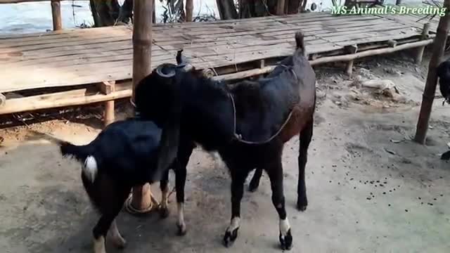 Goat crossing