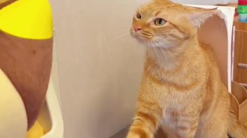 cat funny moment