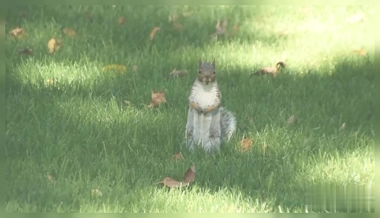 Little Gray Squirrel Searching Food in The Grass Gray Squirrel