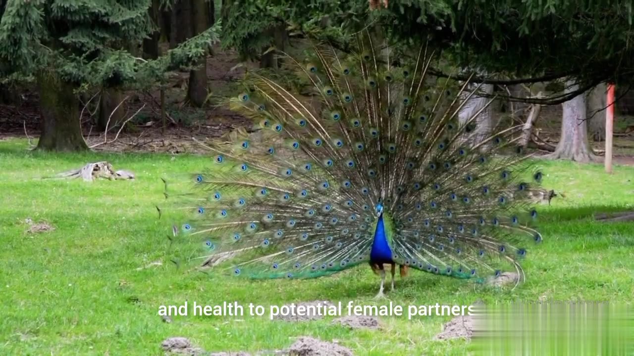 Peacock Dancing