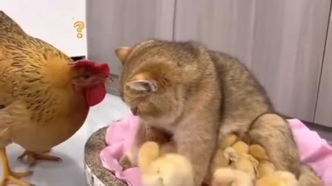 Cat and Hen