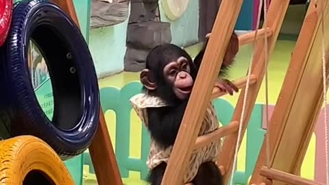 Every day of the little chimp