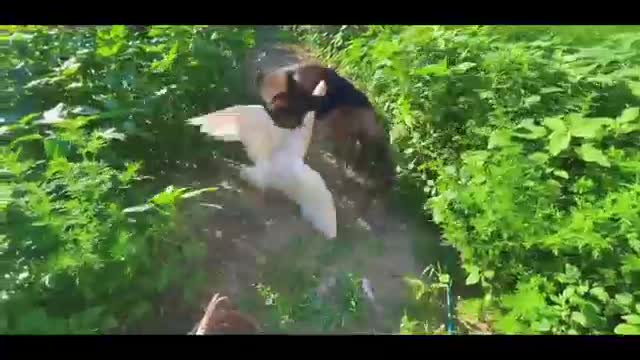 Big goose vs wolfdog