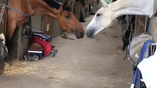 Horse kiss