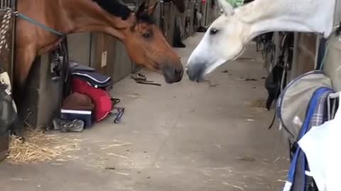 Horse kiss