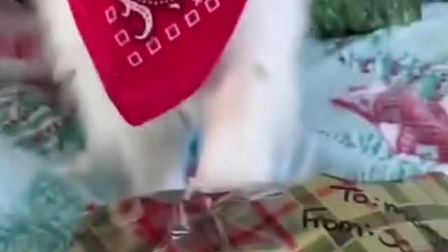 Cute and cute animals celebrating Christmas 🎄 with their owners 😹