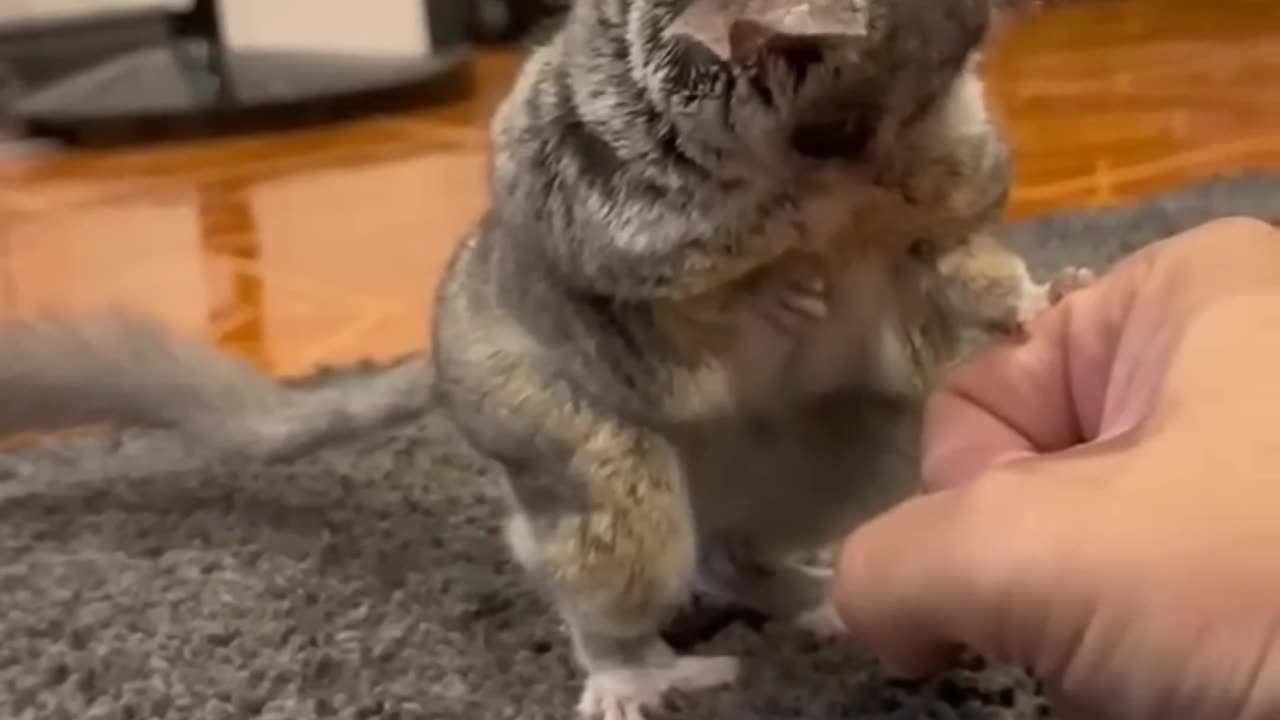 Funny video | cute animals| follow the click botton