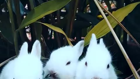 Rabbit Eating Grass