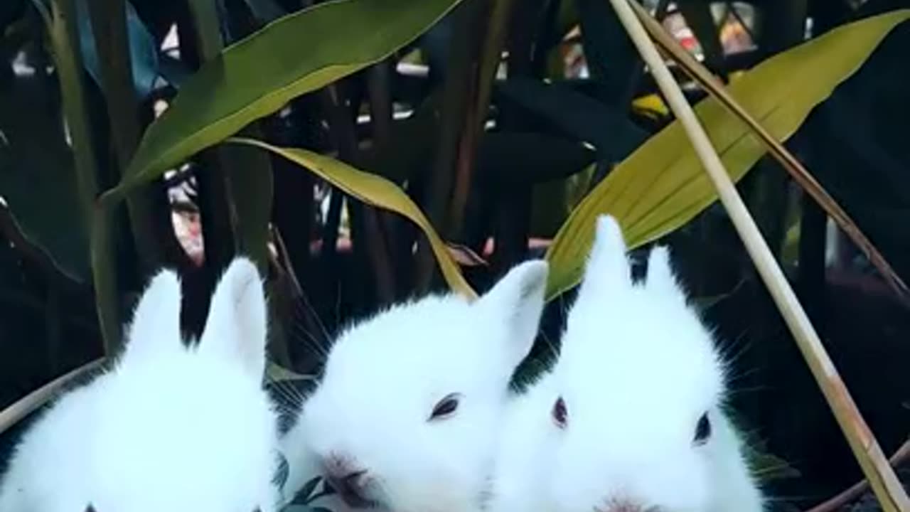 Rabbit Eating Grass