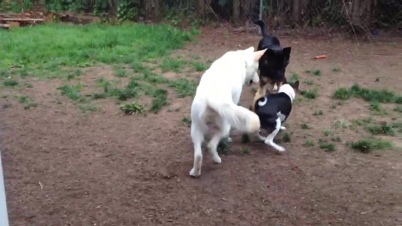 Fiona & Django & Murray Part III