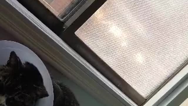 Life of a cute cat watching the scenery.