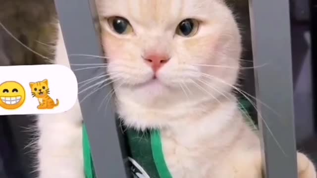 Cute Cat reaction