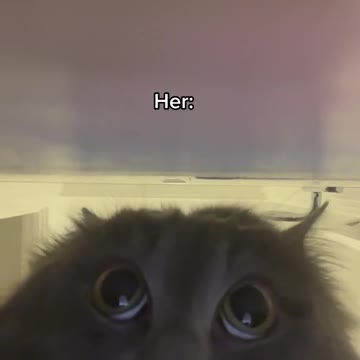 kicking cat out my room at 3am[ funny cat video ]