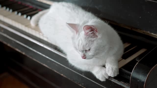 A cute white cat on a piano .