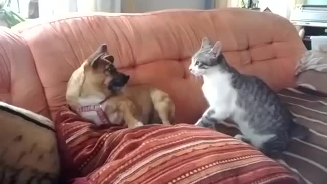 cat playing with dog