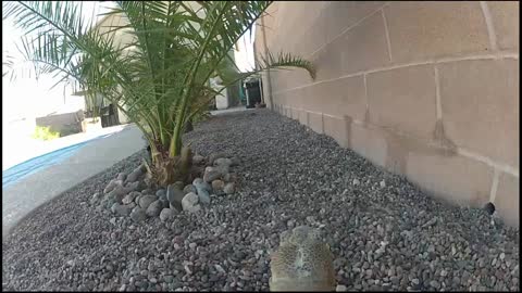 A Day in the Life of a Desert Tortoise