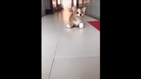 Cutest dpgs and puppies in the world 5